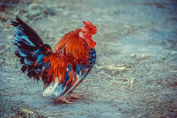soins quantiques pour les poules et volailles
