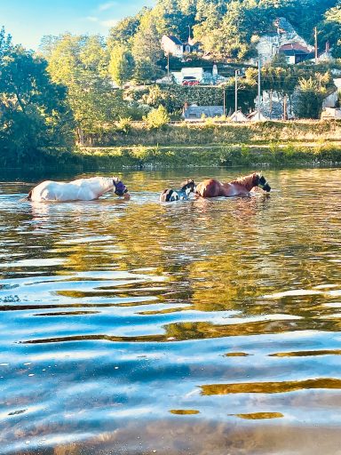 soins des chevaux